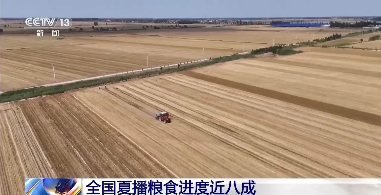全国夏粮收获过九成 夏播粮食进度近八成
