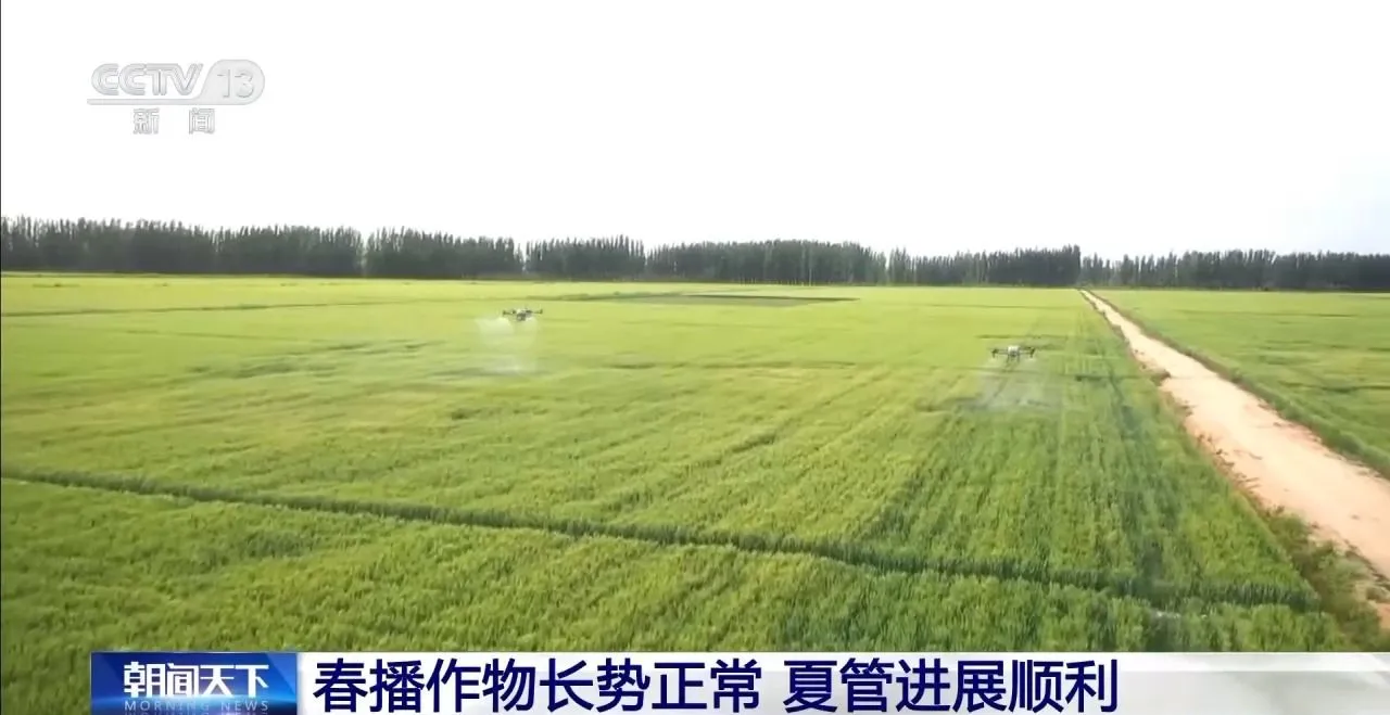全国夏粮收获过九成 夏播粮食进度近八成