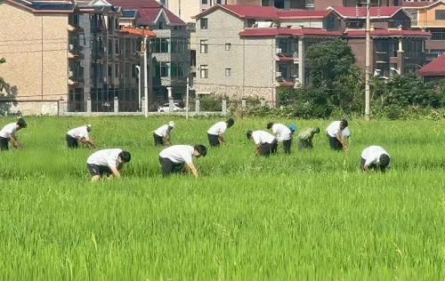 带着“土气”融入基层，接着“地气”助力乡村振兴