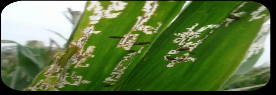 响应中央一号文件:“磷光先锋”以光催化技术守护粮食安全与生态底线 image.png