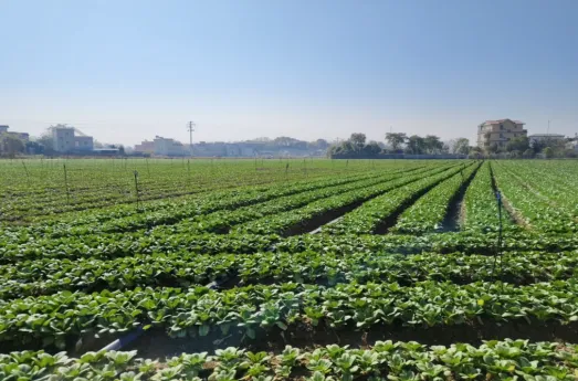 响应中央一号文件:“磷光先锋”以光催化技术守护粮食安全与生态底线 image.png